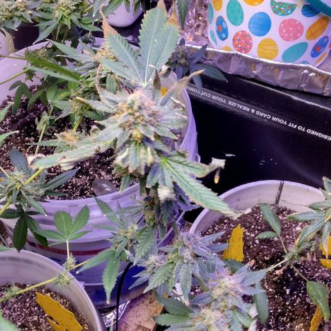 Pineapple Express 2  growlog timeline photo