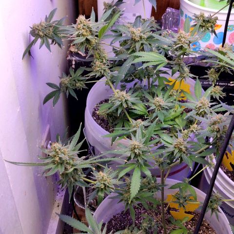 Pineapple Express 2  growlog timeline photo