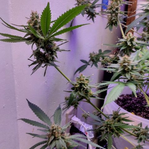 Pineapple Express 2  growlog timeline photo