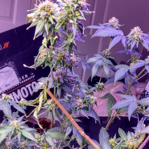 Pineapple Express 2  growlog timeline photo