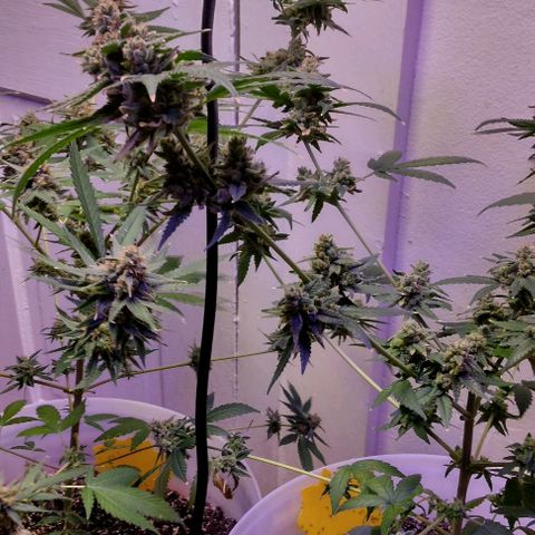 Pineapple Express 2  growlog timeline photo
