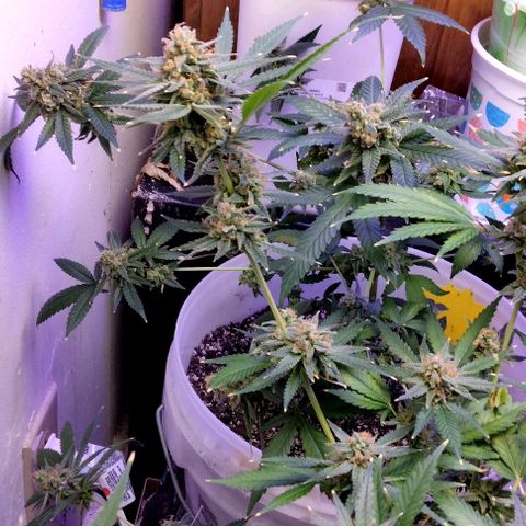 Pineapple Express 2  growlog timeline photo