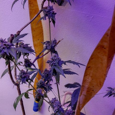 Pineapple Express 2  growlog timeline photo