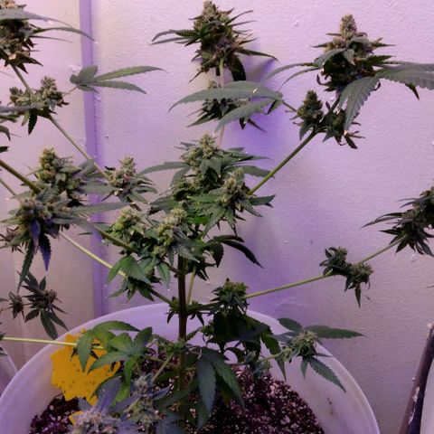 Pineapple Express 2  growlog timeline photo