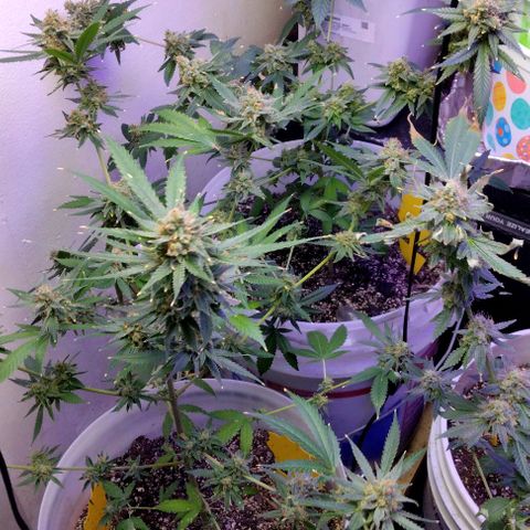 Pineapple Express 2  growlog timeline photo