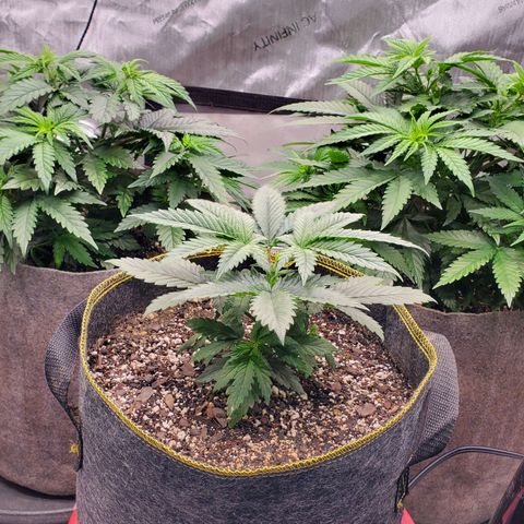 Grand Daddy Purple growlog timeline photo