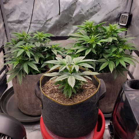 Grand Daddy Purple growlog photo: 24hrs after watering 