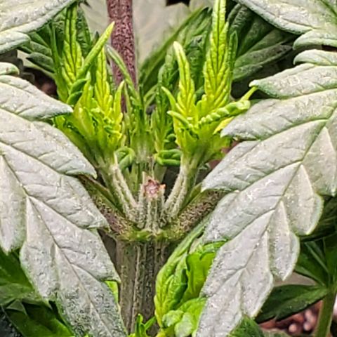 Grand Daddy Purple growlog photo: Node porn