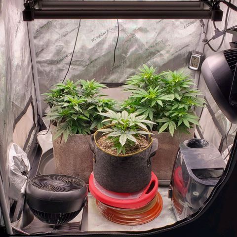 Grand Daddy Purple growlog photo: Watered Pam