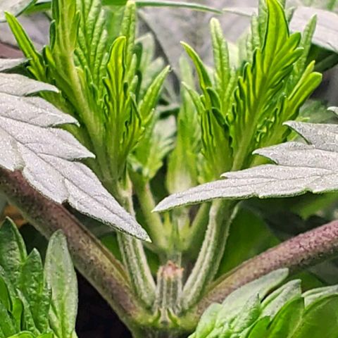 Grand Daddy Purple growlog photo: Top after 48 hrs