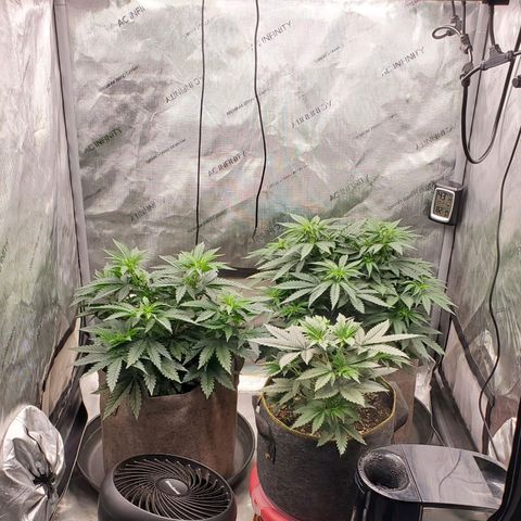 Grand Daddy Purple growlog photo: Lush green growth ahead of flower👍🏽