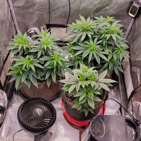 Grand Daddy Purple growlog photo: Lush green growth ahead of flower👍🏽