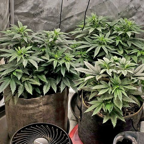 Grand Daddy Purple growlog photo: Growing strong and stury