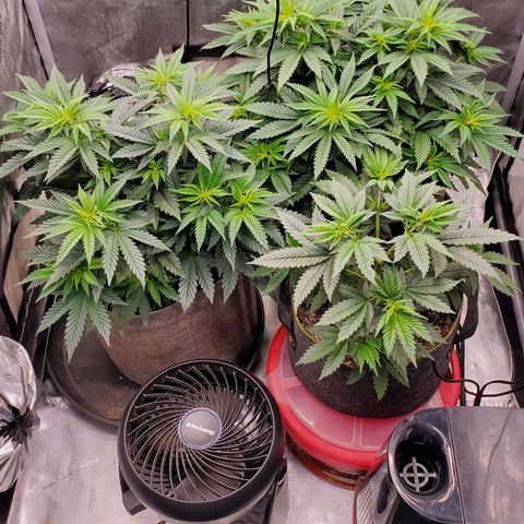 Grand Daddy Purple growlog photo: 2nd day @ 100% 
