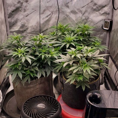 Grand Daddy Purple growlog photo: 2nd day @ 100% 