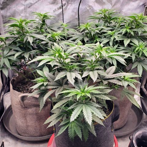 Grand Daddy Purple growlog photo: Watered all plants and LST Pam
Pam 16in, Gina 17in, Shanaynay 12in
Lt 18in @100%