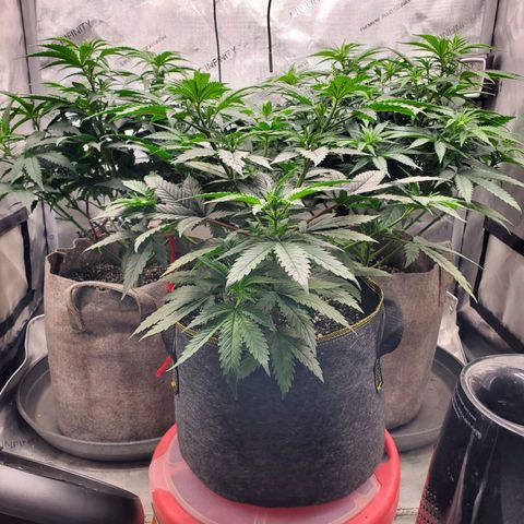 Grand Daddy Purple growlog photo: Watered all plants and LST Pam
Pam 16in, Gina 17in, Shanaynay 12in
Lt 18in @100%