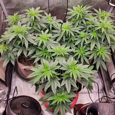 Grand Daddy Purple growlog photo: Canopy