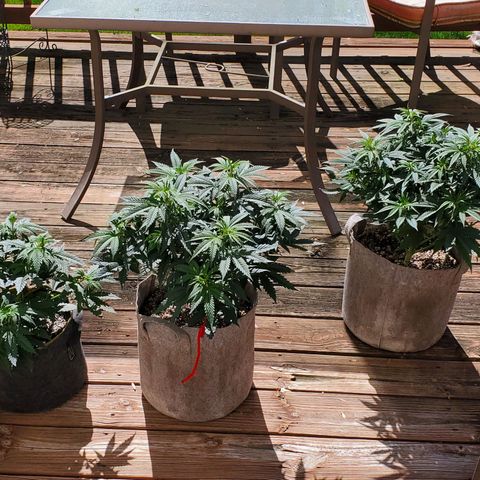 Grand Daddy Purple growlog photo: Girls get a few hours of the good stuff!😎