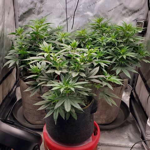 Grand Daddy Purple growlog photo: Day 1 Flower