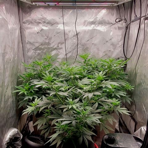 Grand Daddy Purple growlog photo: Stretch and pre-flower has started