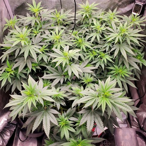 Grand Daddy Purple growlog photo: Day 8 Flower