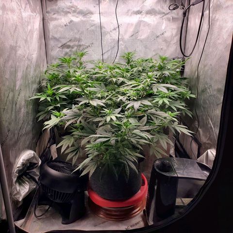 Grand Daddy Purple growlog photo: Day 8 Flower