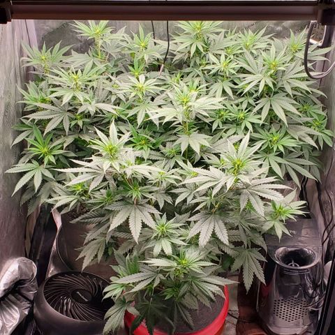 Grand Daddy Purple growlog photo: Day 10 Flower