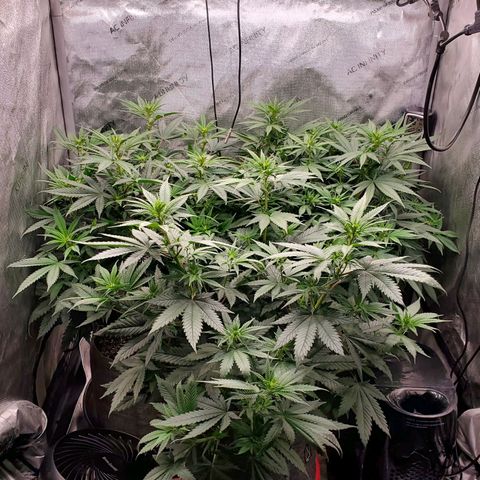 Grand Daddy Purple growlog photo: Day 10 Flower