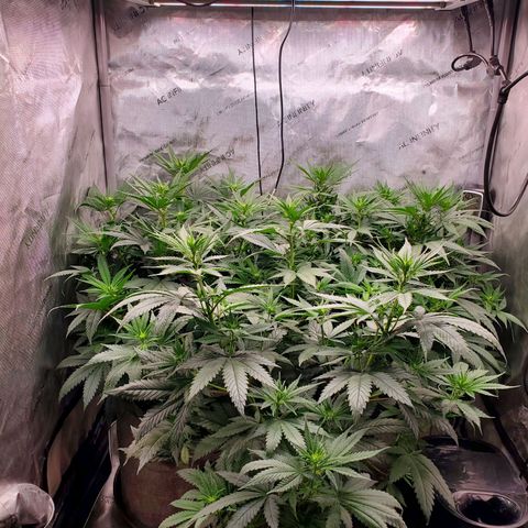 Grand Daddy Purple growlog photo:  Ouple hours after watering