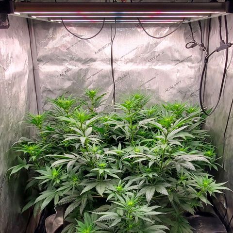Grand Daddy Purple growlog photo: Day 13 Flower 