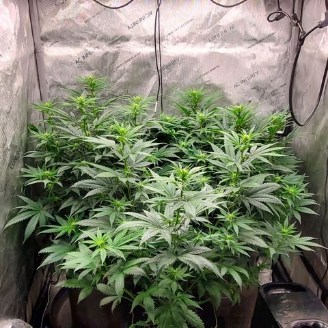 Grand Daddy Purple growlog photo: Day 14 Flower