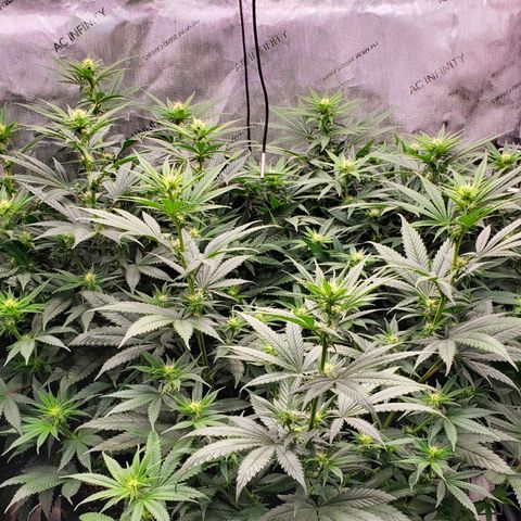 Grand Daddy Purple growlog photo: Day 16 Flower