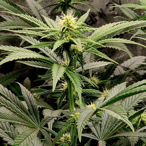 Grand Daddy Purple growlog photo: Pheno 1