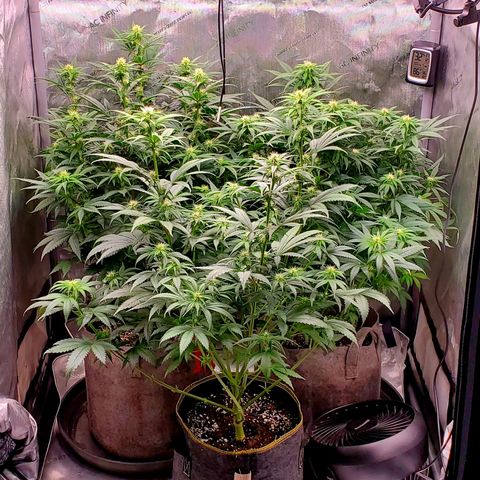 Grand Daddy Purple growlog photo: Day 18 flower