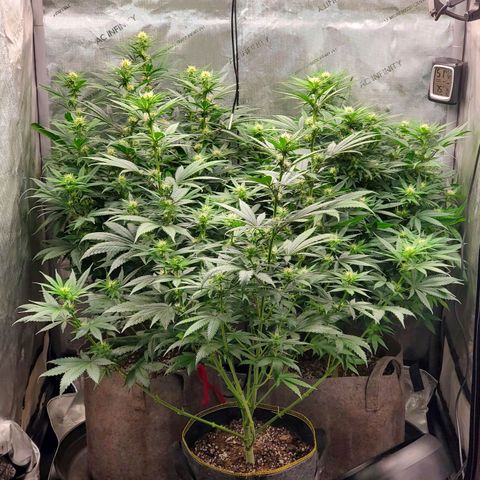 Grand Daddy Purple growlog photo: Day 19 flower