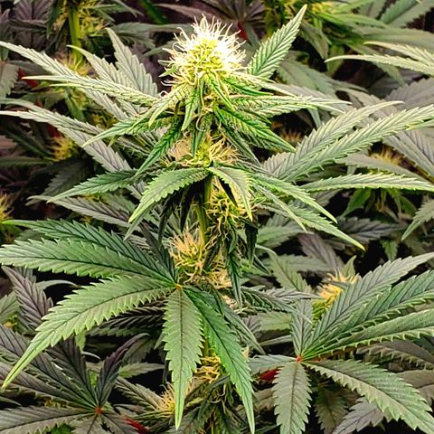 Grand Daddy Purple growlog photo: Pheno1 
