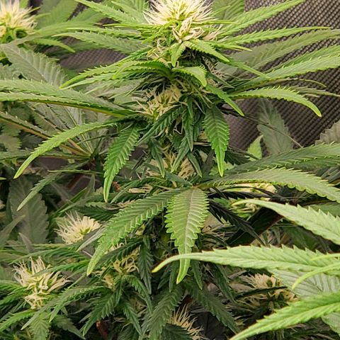 Grand Daddy Purple growlog photo: Pheno 2