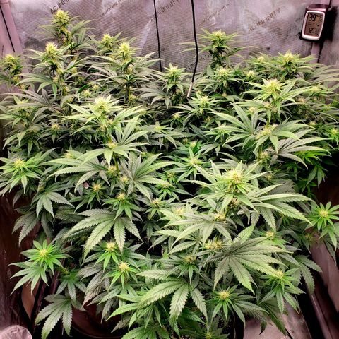 Grand Daddy Purple growlog photo: Day 20 Flower