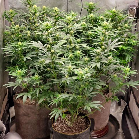 Grand Daddy Purple growlog photo: Day 21 Flower