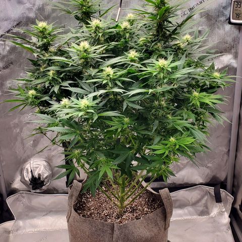 Grand Daddy Purple growlog photo: Pheno2