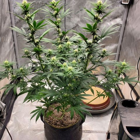 Grand Daddy Purple growlog photo: 3gal 4wk veg