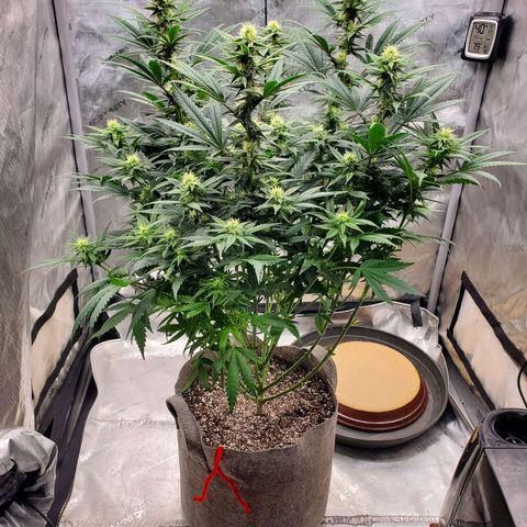 Grand Daddy Purple growlog photo: Pheno1