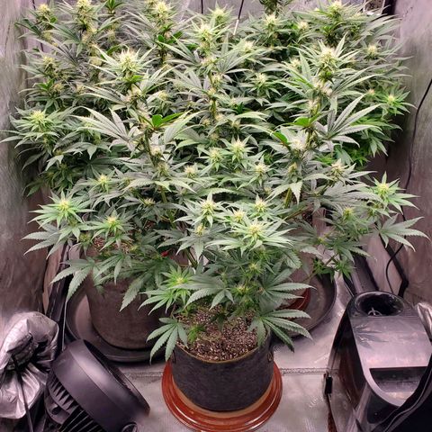 Grand Daddy Purple growlog photo: Day 23 flower!👌🏾