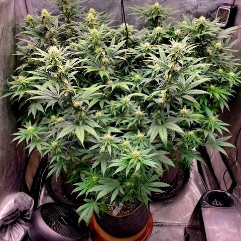 Grand Daddy Purple growlog timeline photo