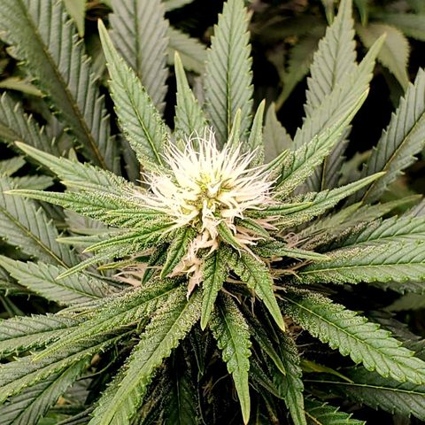 Grand Daddy Purple growlog photo: Pheno 2