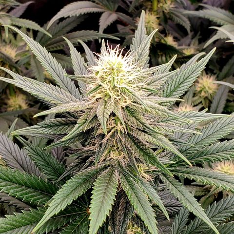 Grand Daddy Purple growlog photo: Pheno 1
