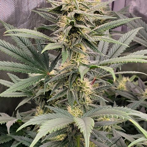 Grand Daddy Purple growlog photo: Pheno 1 Day 26