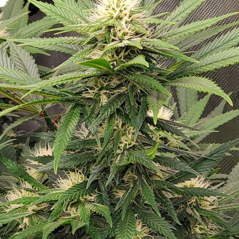 Grand Daddy Purple growlog photo: Pheno 2 Day 26