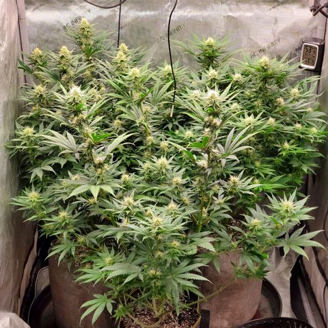 Grand Daddy Purple growlog photo: Day 26 flower